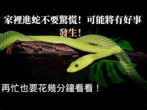 家裡出現小蛇|【家裡有蛇 代表】家中驚現蛇跡！代表吉兆還是凶兆？